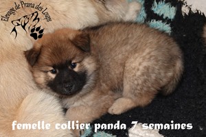 chiot eurasier